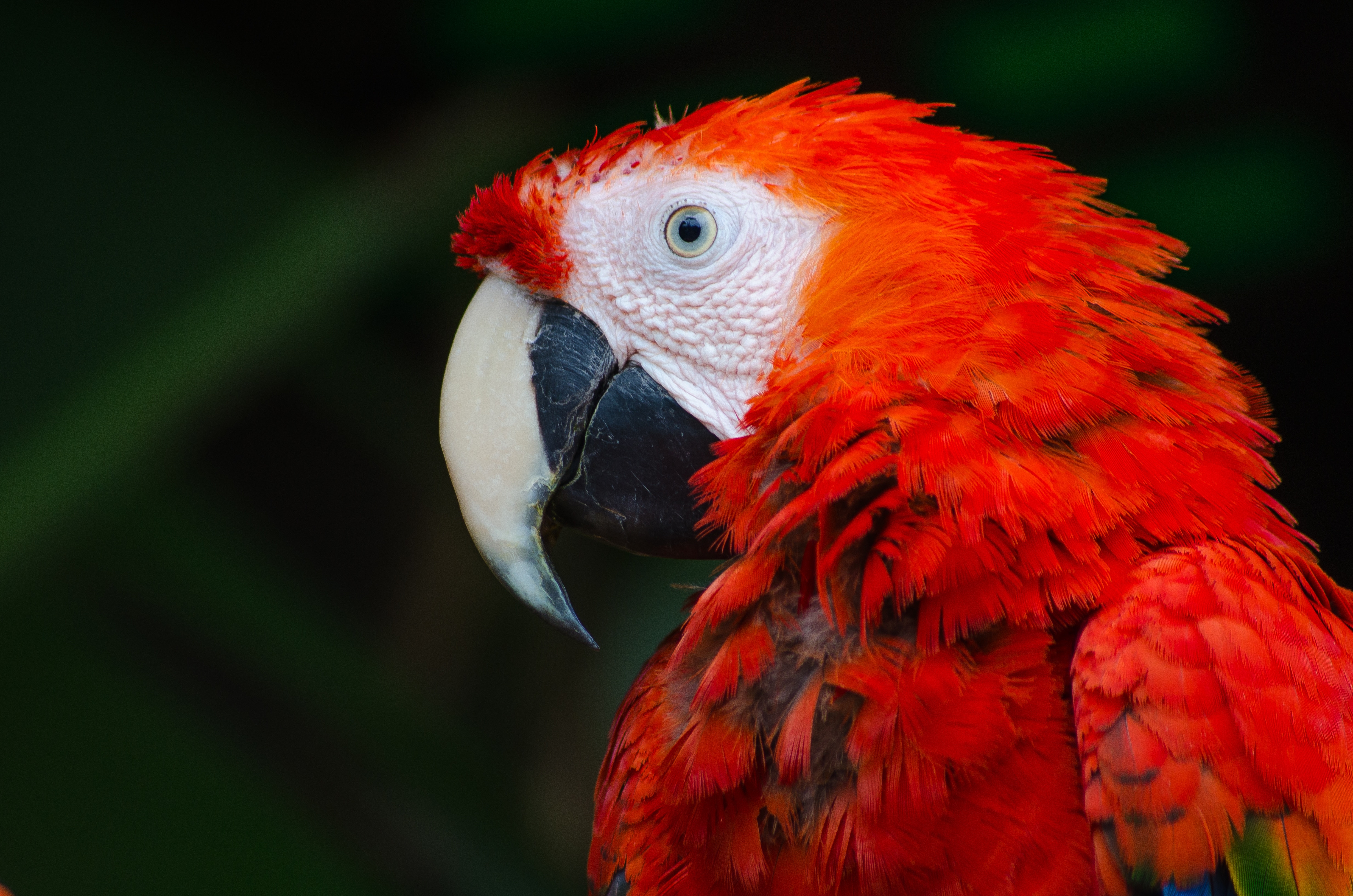 Birds picture