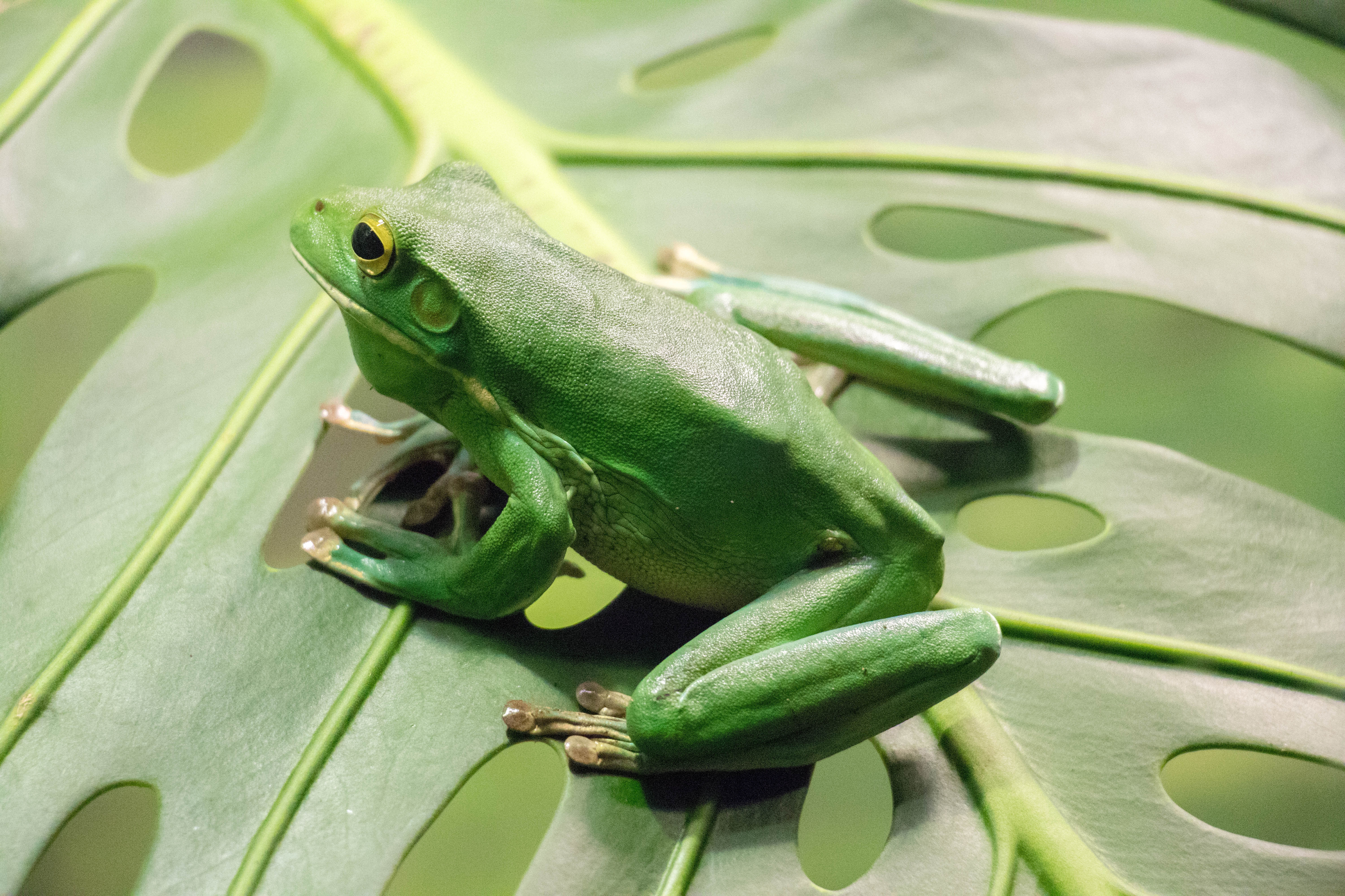 Amphibians picture