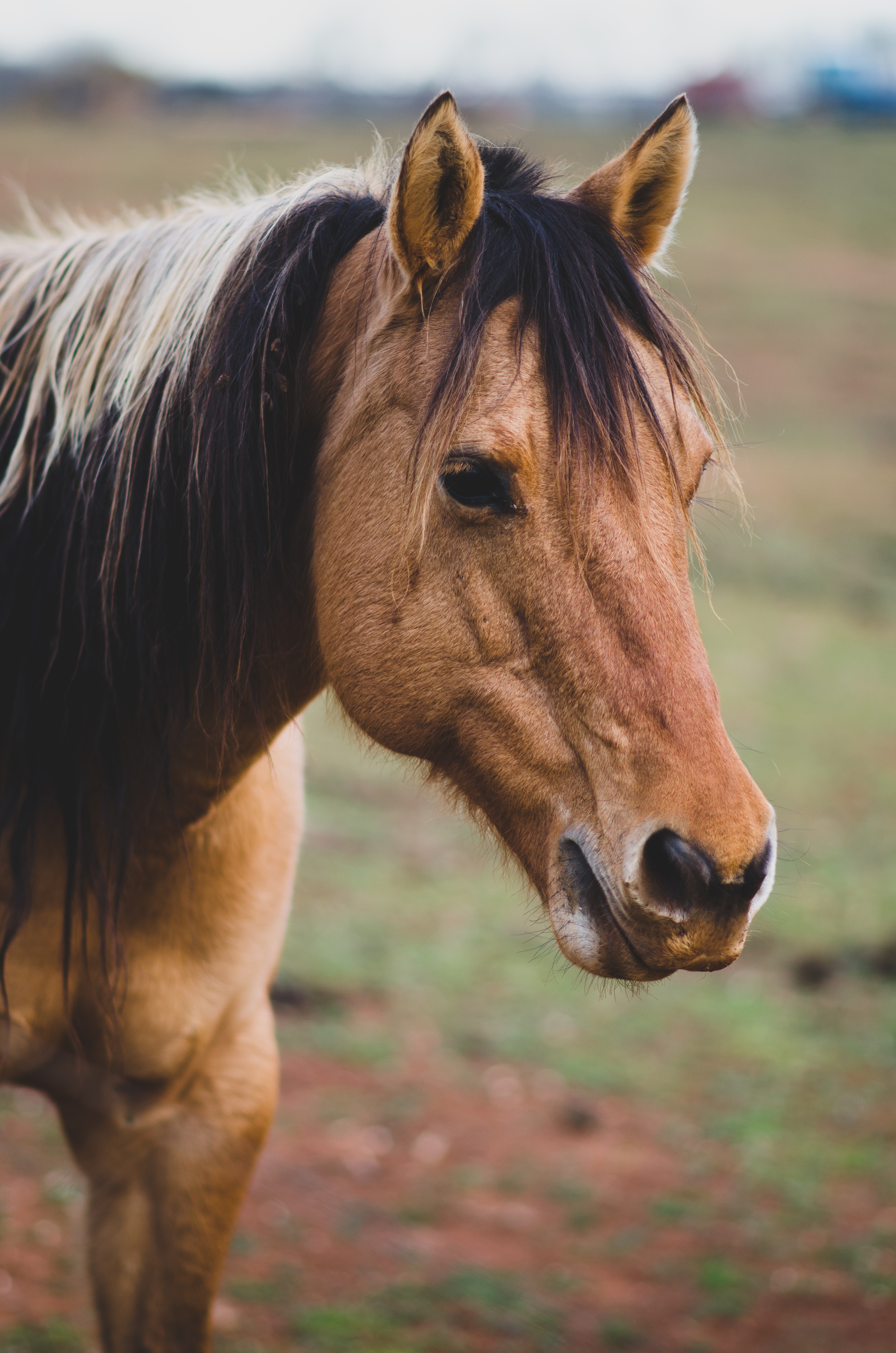 Equines picture