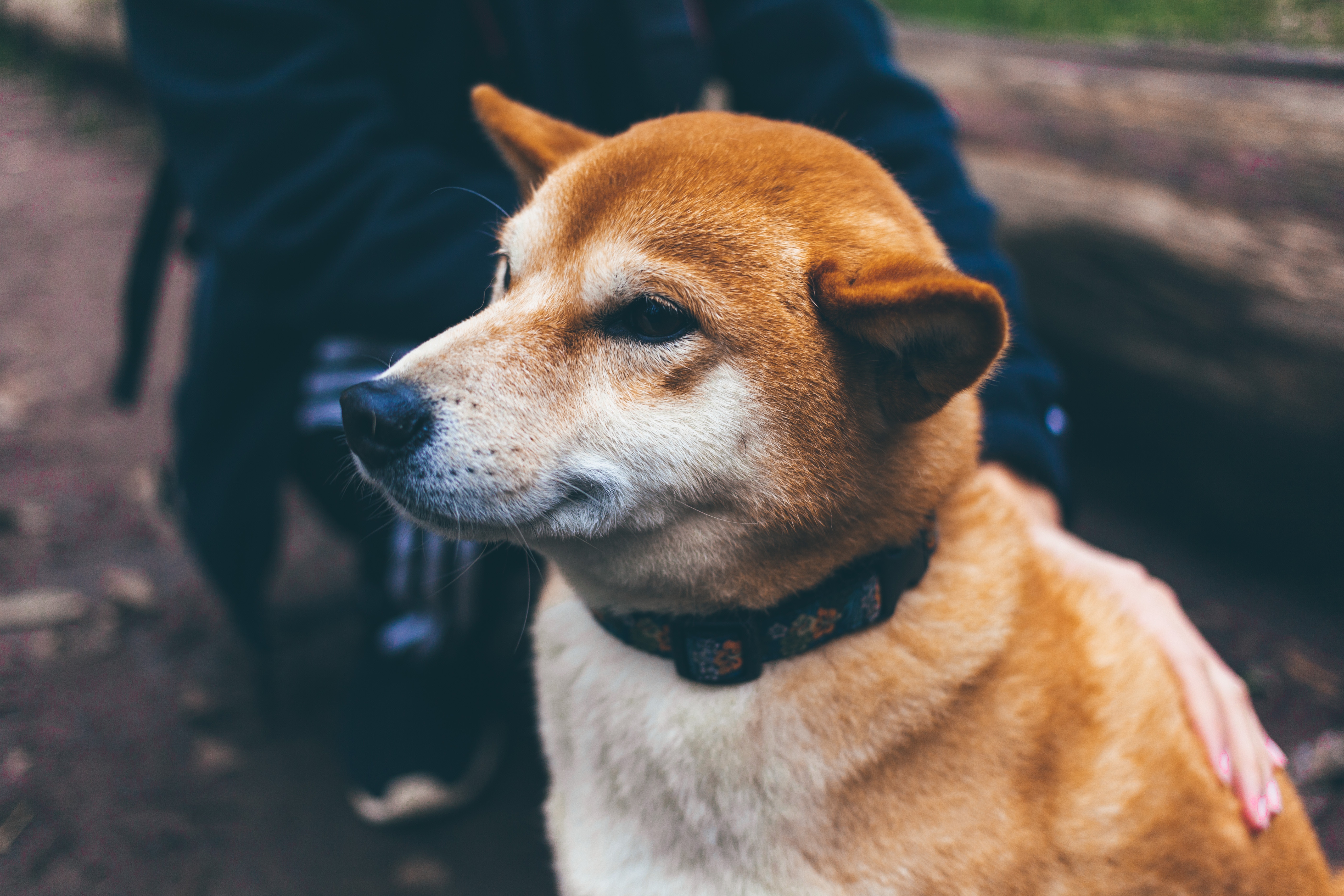 Dogs picture