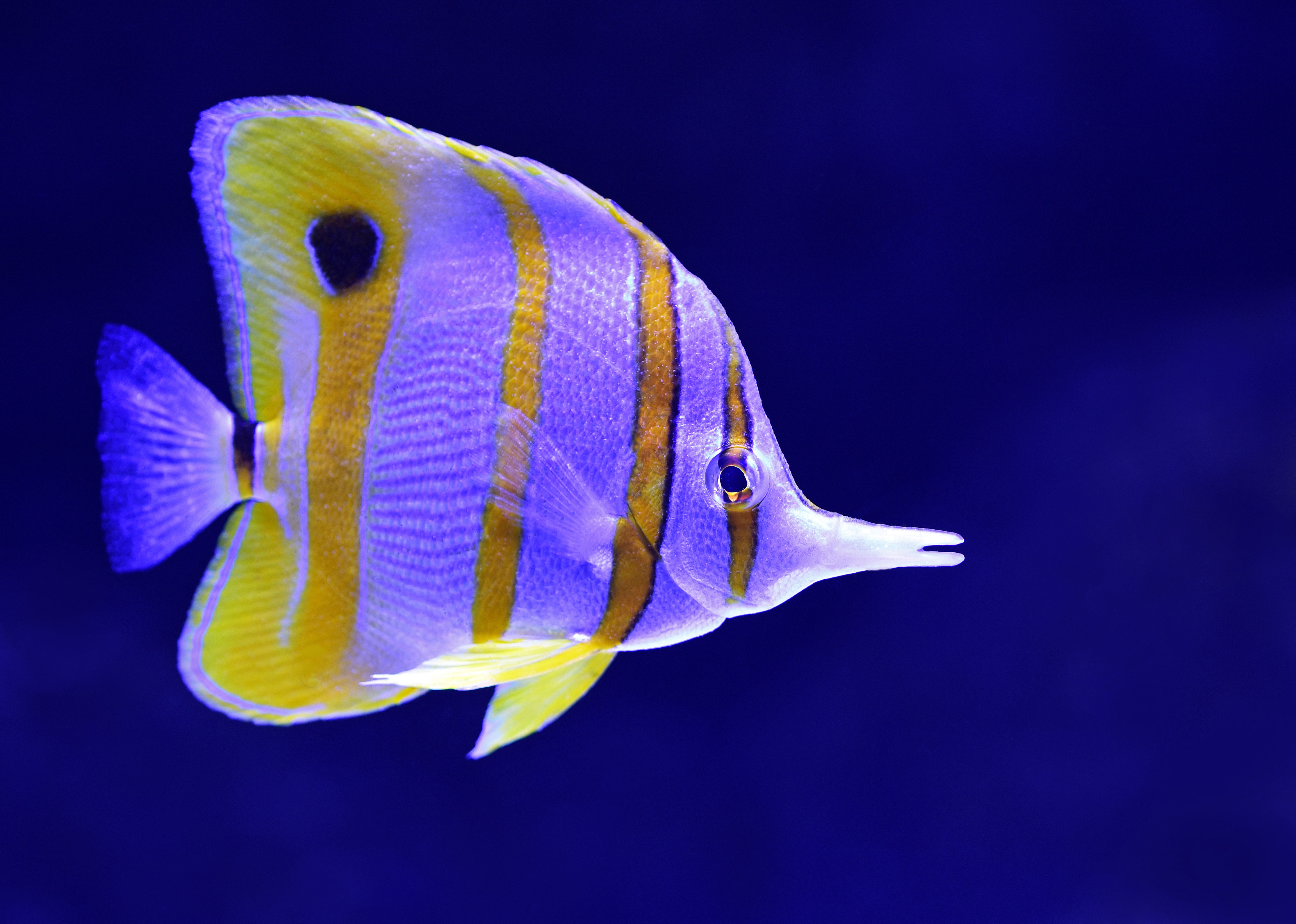 Fish picture
