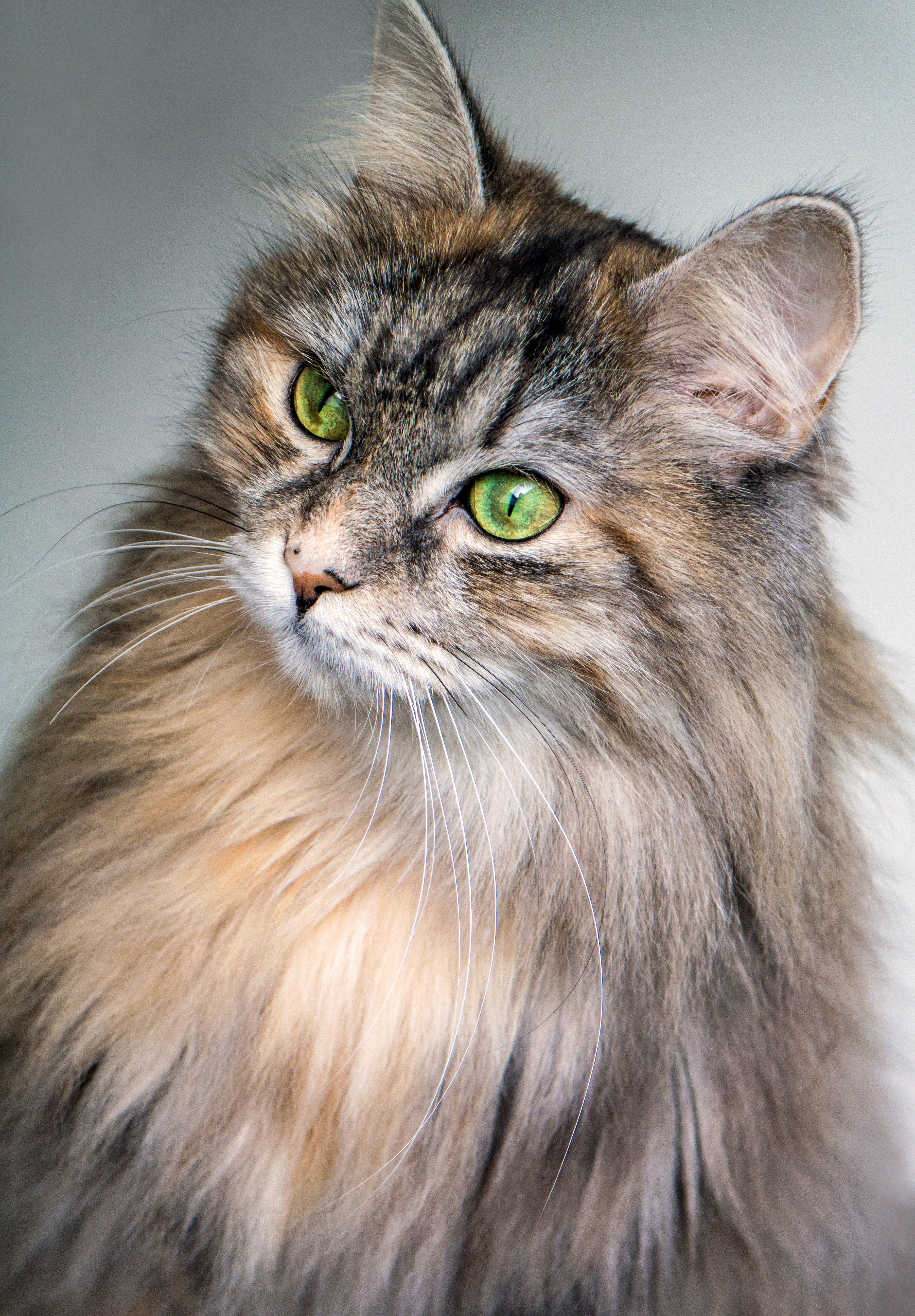 Cats picture