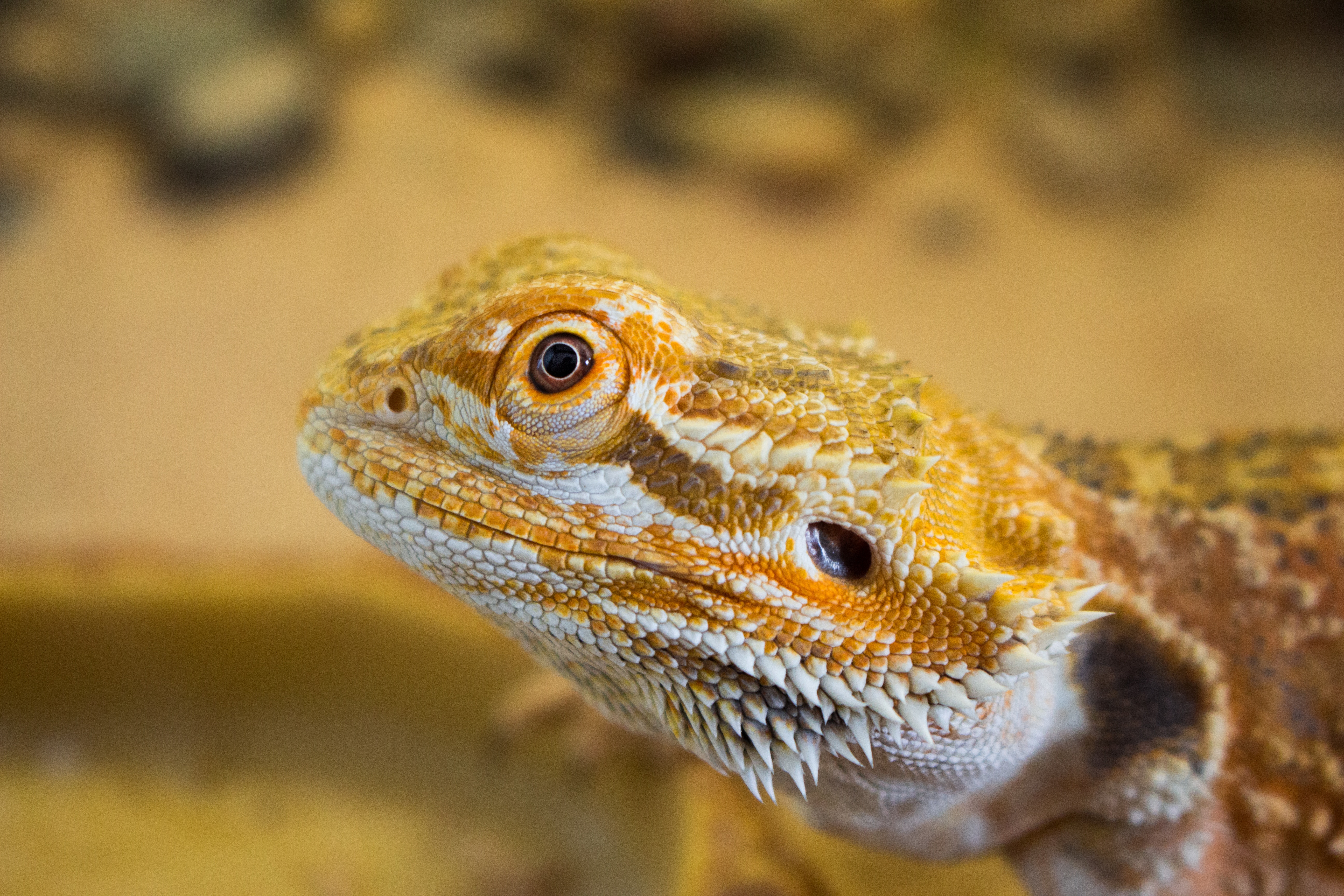 Reptiles picture