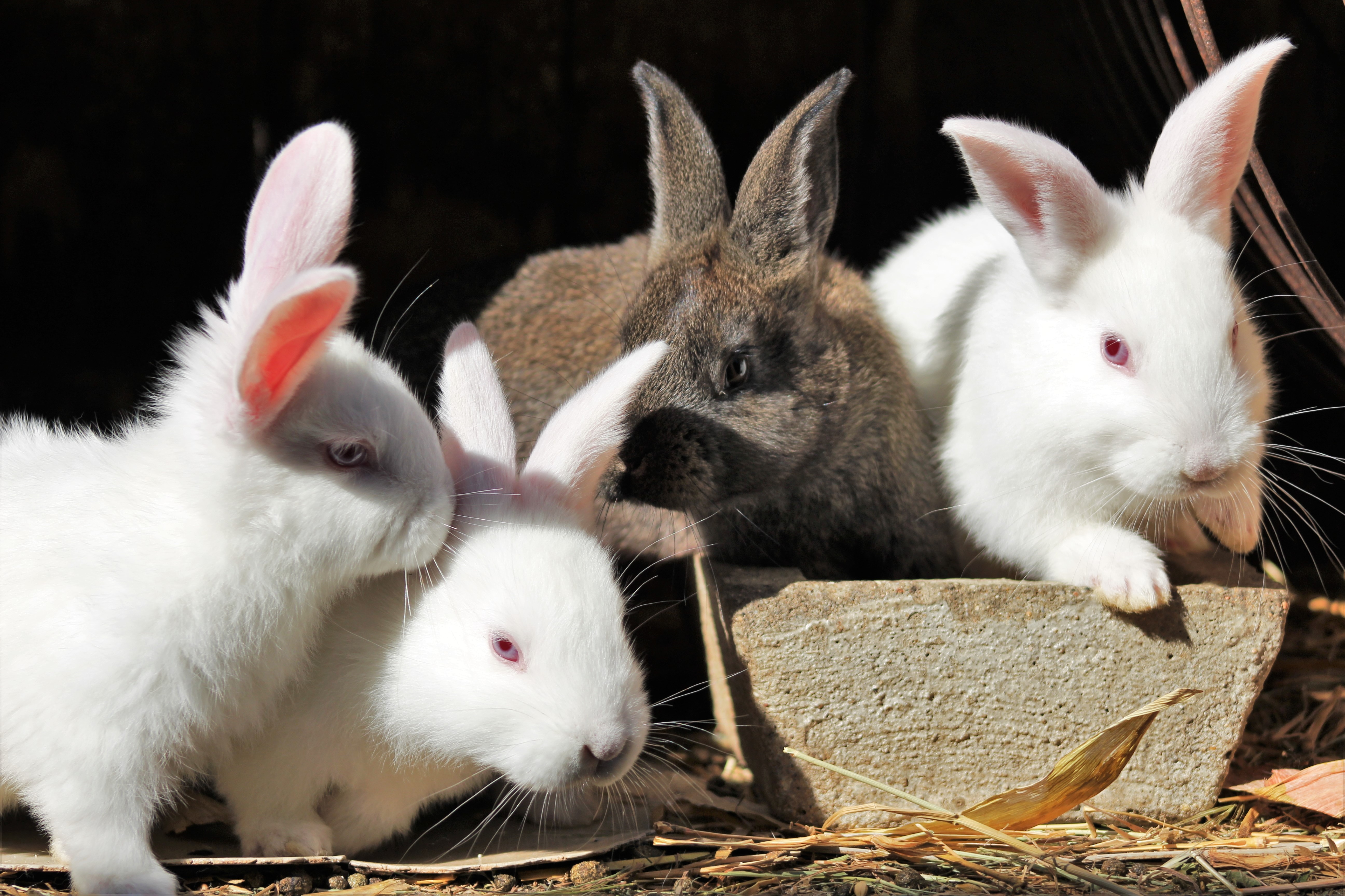 Rabbits picture