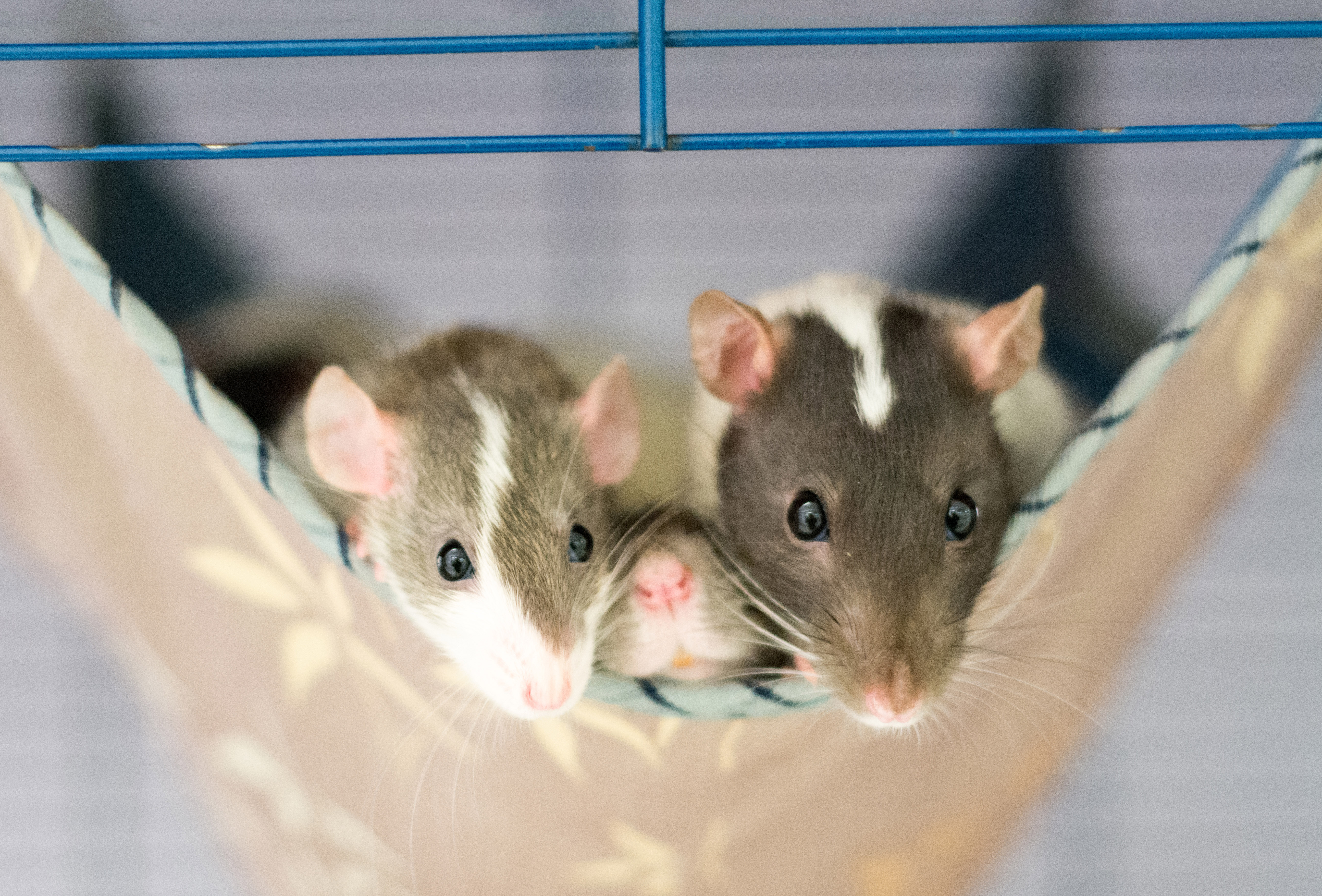 Buy Rats How to buy a pet - How to buy a pet